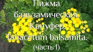Пижма бальзамическая. Кануфер. Tanacetum balsamita.(часть 1)
