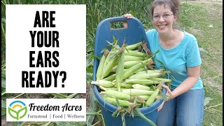 How do you know when your Corn is Ready?