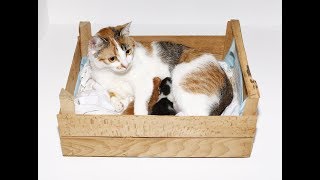 Пополнение в отряде по борьбе с грызунами. КОШКА СТАЛА МАМОЙ! ?