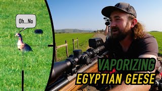Deleting Geese with High-Velocity Bullets: Pest Control at 3800 Feet per Second