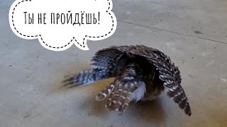 Чужой не пройдёт! Сыч Лучик охраняет щель под входной дверью от пришельцев
