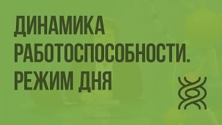 Динамика работоспособности. Режим дня. Видеоурок по биологии 8 класс