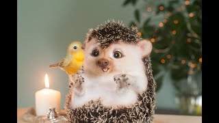 Создание валяной игрушки Ежика