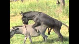 Very Happy Donkey!!!! Private