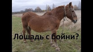 Спасение лошади с бойни. Возможные проблемы