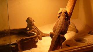 parade nuptial de pogona vitticeps