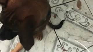 Belgischer Schäferhund Welpe 4 Monate alt spiel Zeit ?