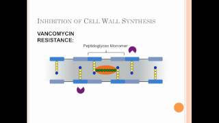 Mechanisms of Antibiotic Resistance in Vancomycin-Resistance Enterococci