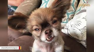 Stray Chewbacca finds forever home - Dog Rescue