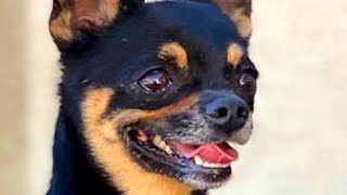 Chihuahua adopts a pig. And treats him like a horse.