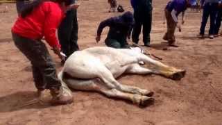 NNDA horse castration demo