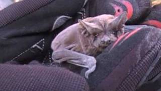 My Pet Bat!!!
