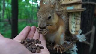 Кормлю двух бельчат / Feeding two small squirrels