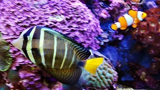 VLOG Рыбки #Немо и Дори ,Японские Карпы, Игуана.Nemo ,Carp,Giant Iguana