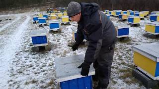 Beekeeping. Итальянка. Как проходит зимовка.