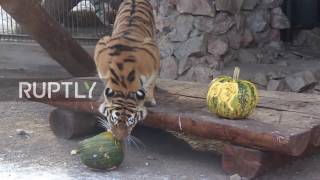 Russia: Animal instincts? Polar bear and tiger split on future US president