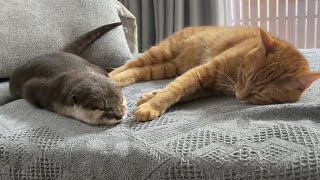 カワウソさくら カワウソと猫、二人一緒にお昼寝 Otter and cat take a nap together