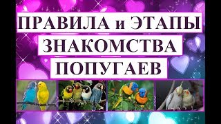 Правила знакомства попугаев в паре или стае.