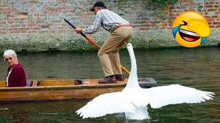 Best Funny Animal Videos Of The 2022 ???? - Funny Wild And Farm Animals Videos ????