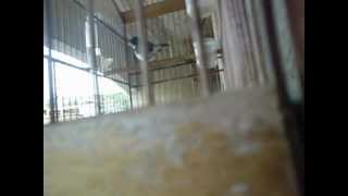 SAM 0011