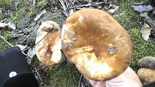 Кадифена киселка(Paxillus atrotomentosus )