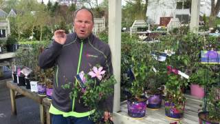Clematis