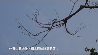 樹花園TreeGarden：大巨蛋-樹的再生