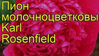 Пион молочноцветковый Карл Розенфельд. Краткий обзор, описание paeonia lactiflora Karl Rosenfield