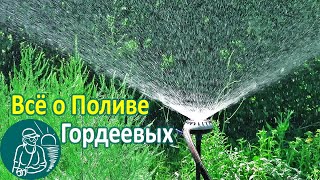 Полив огорода по технологии Гордеевых: дождеватель, шланг, насос для полива в жару холодной водой