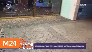 В Лас-Вегасе зафиксировали аномальное нашествие саранчи - Москва 24