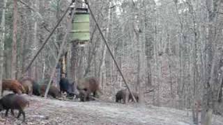 2 hogs 1 shot  .270 WSM  part A