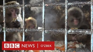 Паловхўр маймунлар - Кобул зоопаркига саёҳат - BBC Uzbek