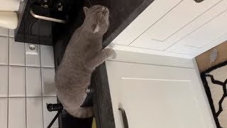 Chubby Kitty Feeling Lazy On The Holidays