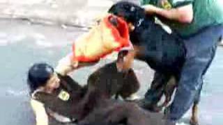 Rottweiller violence power