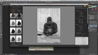 Monkey photoshop speed retouch