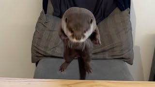 旬のシマアジをカワウソにあげたら歴代最速記録が出た！ I fed the striped jack to the otters and they ate them way too fast!