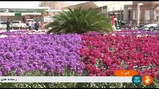 Iran 3rd Matthiola incana flowers festival, Khomeini-Shahr city سومين جشنواره گلهاي شب بو خميني شهر