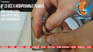 Алый Барбус, как отнерестить, что для этого нужно, аквариумистика для начинающих, обзор