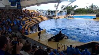 Schwertwal vom Loro Parque, Teneriffa