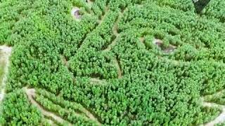 Портрет Бетховена на поле подсолнухов