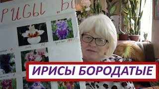 Ранне-весенние работы с ирисами бородатыми. Как бороться с ирисовой мухой