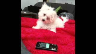 Charlie mini maltese
