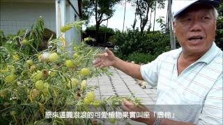 雲草休閒園區導覽&香藥草介紹 Part 1