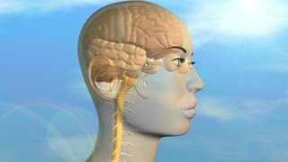 Optical nerve pathways in the human brain. simulation by Moko3D