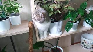 Комнатные цветы .Январский обзор моего зеленого уголка и кошечка Соня ,как самый красивый цветочек.
