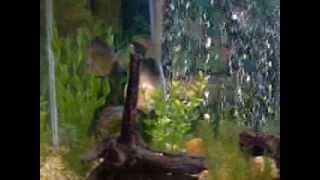 NEW DISCUS CARDINAL TETRA AND RUMMY NOSE TETRA AQUARIUM