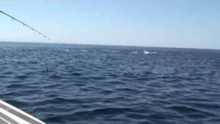 マグロナブラ