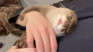 寝るまでと、寝てからがクセありすぎるカワウソ Otter are too distinctive until and after they fall asleep.