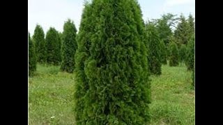 Туя западная  Thuja occidentalis