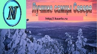 Лучшие самцы.
